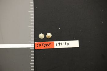Media type: image;   Malacology 141130 Description: Preserved specimen.;